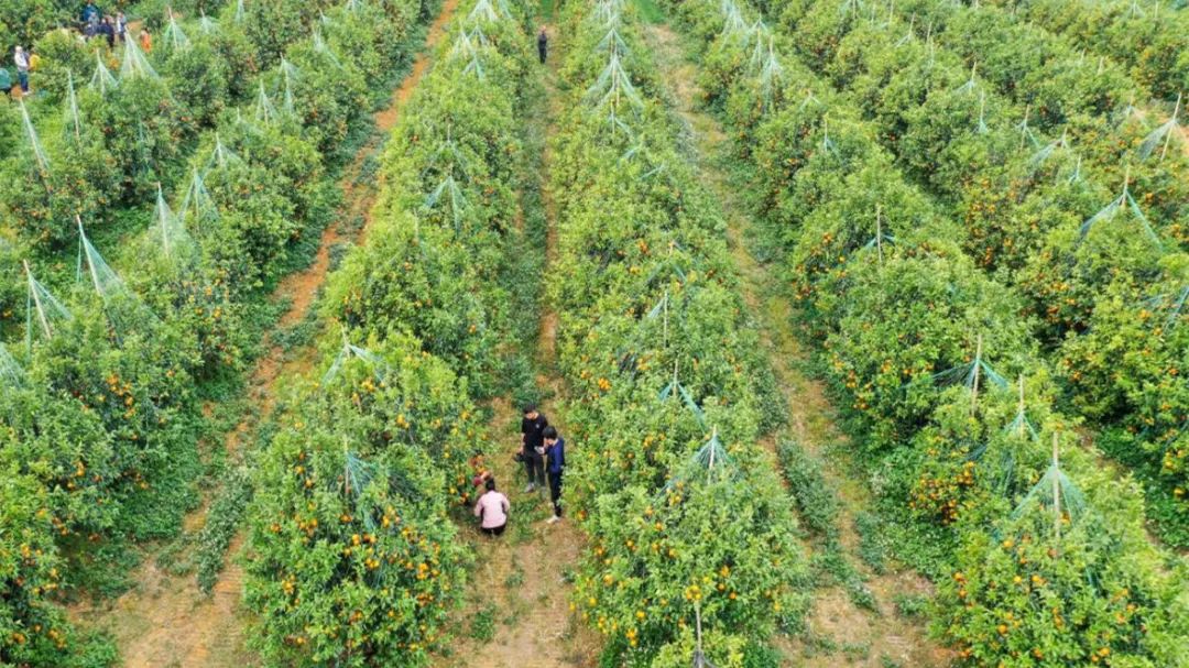 富硒水果包装设计创意点(富硒水果的国家标准是多少)-硒宝网