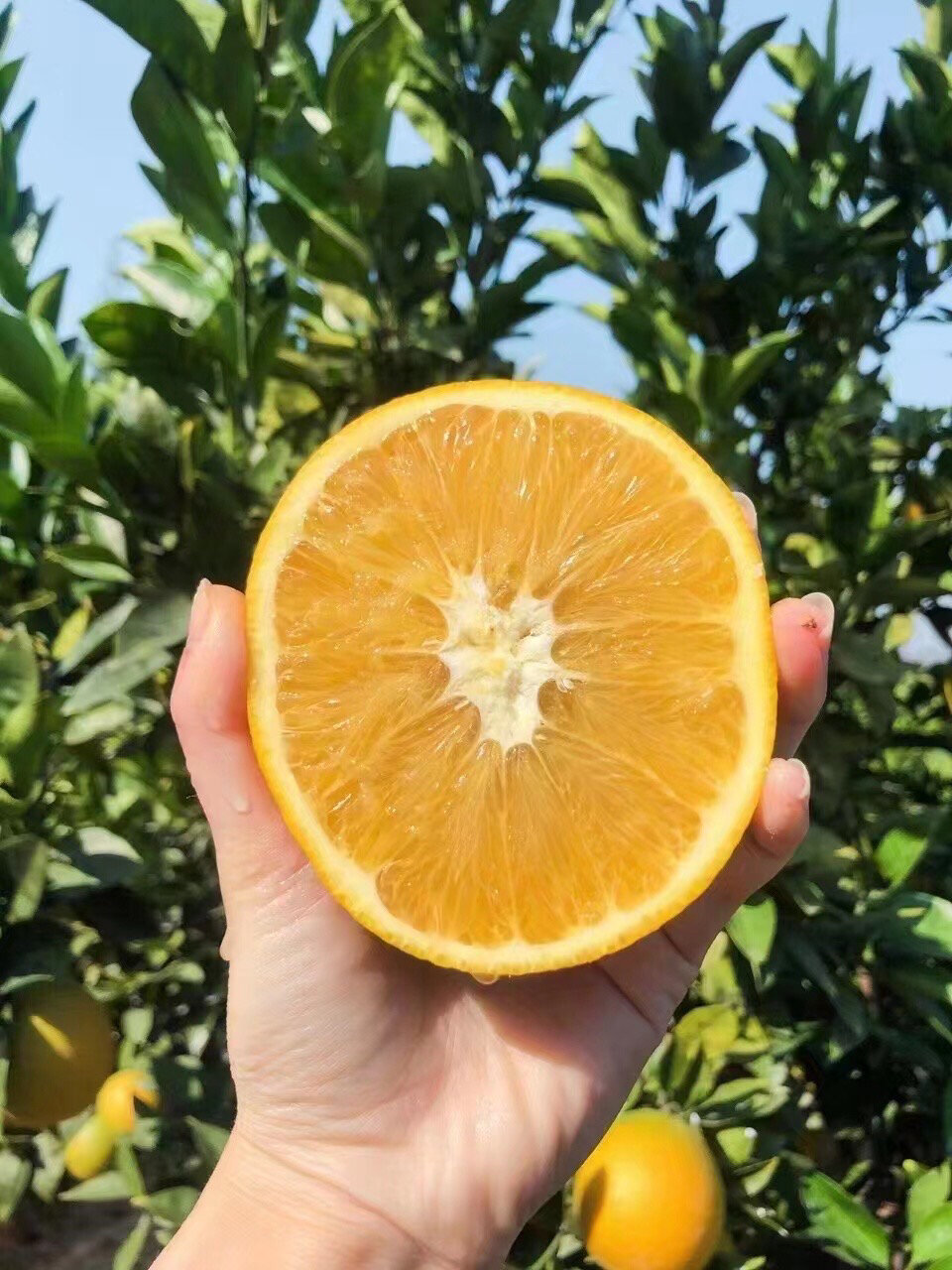 富硒水果种植技术规程书（富硒农产品怎么种）-硒宝网