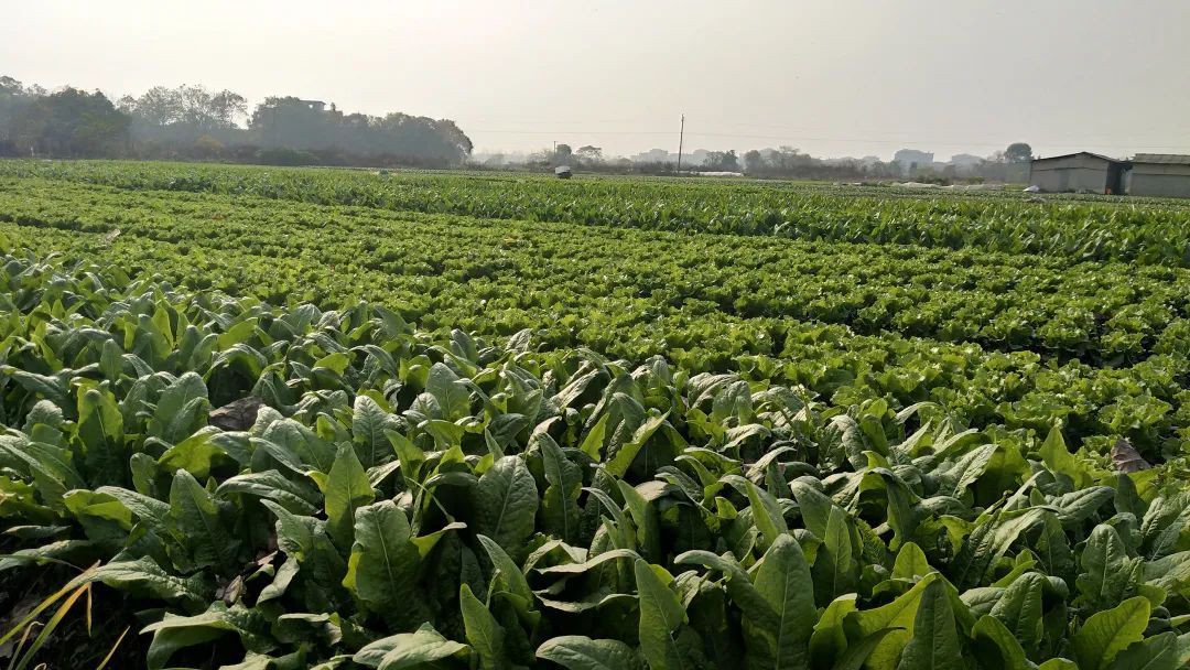 富硒水果标准化基地建设（水果基地建设实施方案）-硒宝网