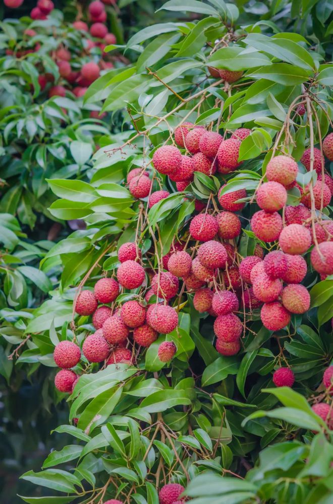 含富硒土地种什么水果树(水果土地树种含富硒多少)-硒宝网