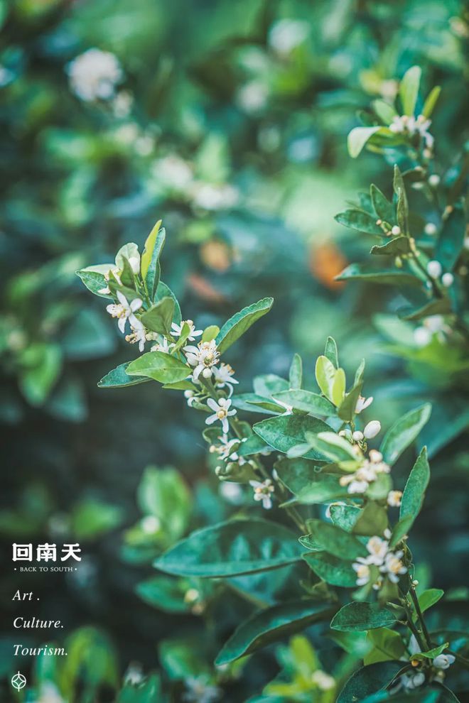 含富硒土地种什么水果树(水果土地树种含富硒多少)-硒宝网