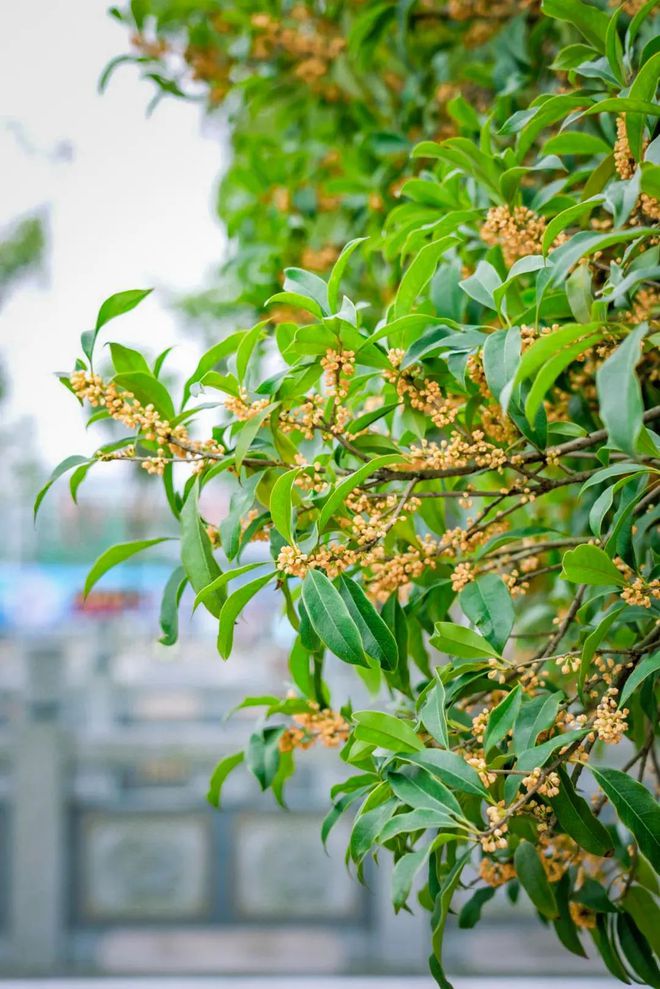 含富硒土地种什么水果树(水果土地树种含富硒多少)-硒宝网