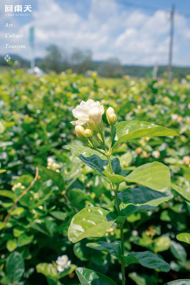 含富硒土地种什么水果树(水果土地树种含富硒多少)-硒宝网