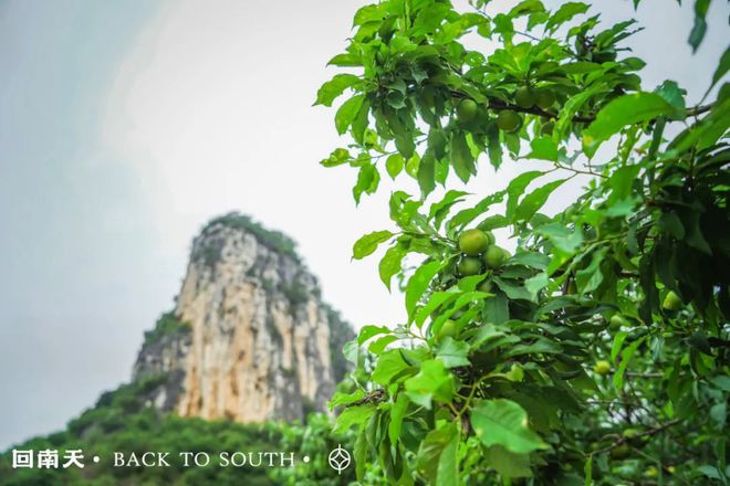 含富硒土地种什么水果树(水果土地树种含富硒多少)-硒宝网