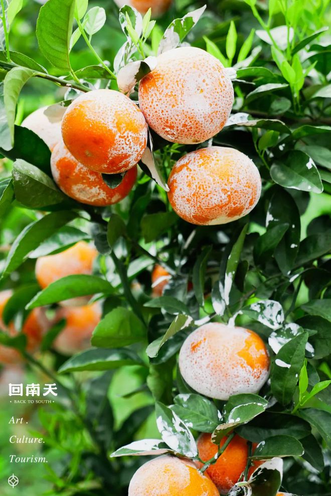 含富硒土地种什么水果树(水果土地树种含富硒多少)-硒宝网