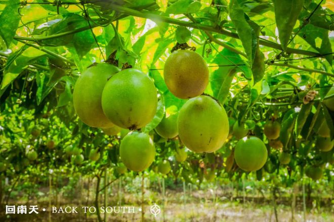 含富硒土地种什么水果树(水果土地树种含富硒多少)-硒宝网