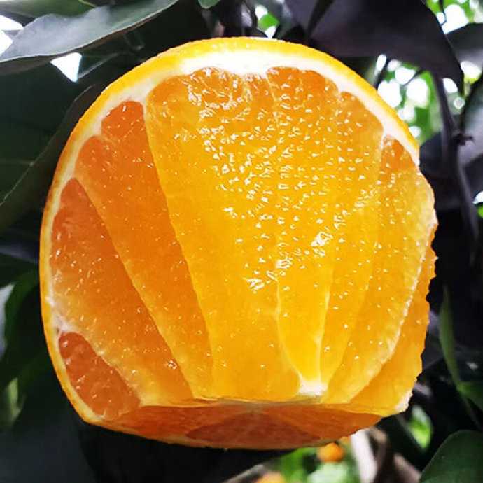 哪些水果是富硒果蔬果冻（果蔬水果果冻富硒是什么意思）-硒宝网