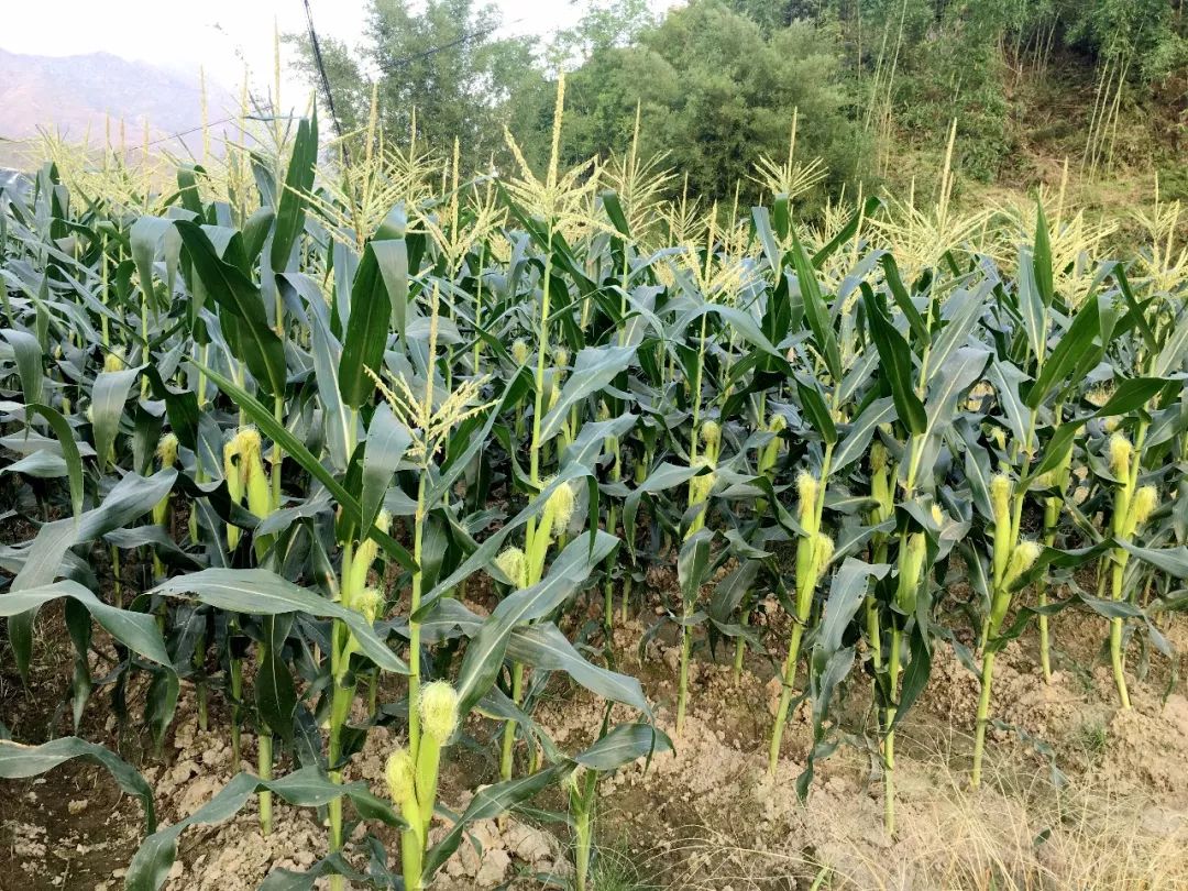 富硒水果生产基地的条件(水果基地条件生产富硒农产品)-硒宝网