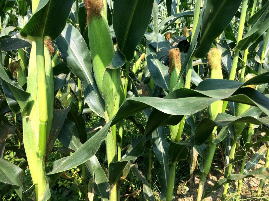 富硒水果生产基地的条件(水果基地条件生产富硒农产品)-硒宝网