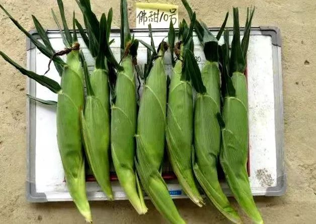 富硒水果生产基地的条件(水果基地条件生产富硒农产品)-硒宝网