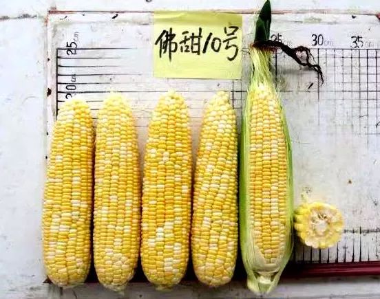 富硒水果生产基地的条件(水果基地条件生产富硒农产品)-硒宝网