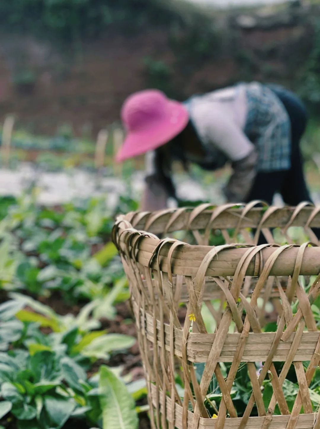 天然富硒水果品种有哪些(富硒水果前十名)-硒宝网