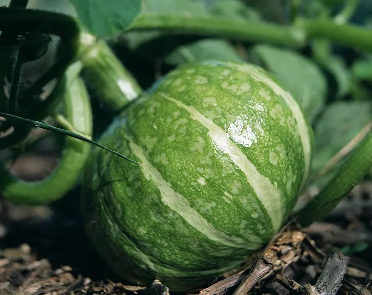 天然富硒水果品种有哪些(富硒水果前十名)-硒宝网