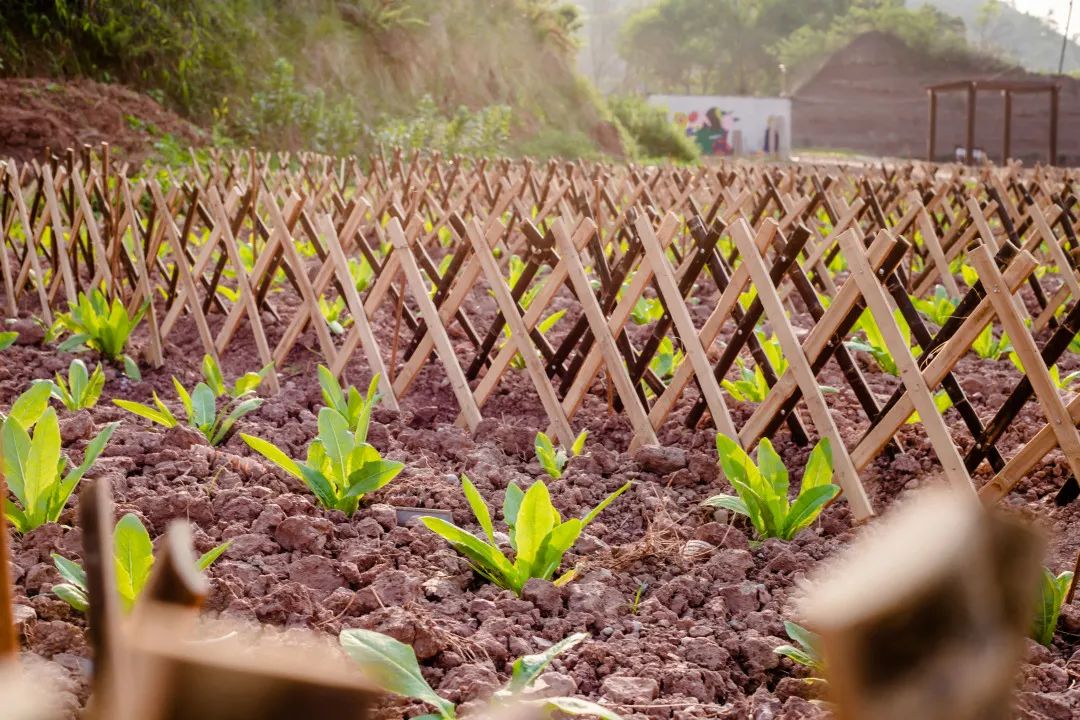 天然富硒水果品种有哪些(富硒水果前十名)-硒宝网