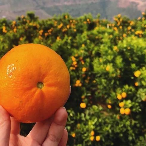 富硒果是什么形状的水果（水果形状果富硒是什么东西）-硒宝网