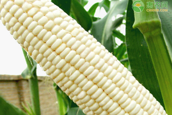 水果玉米含富硒多少一斤(玉米水果含富硒多少)-硒宝网