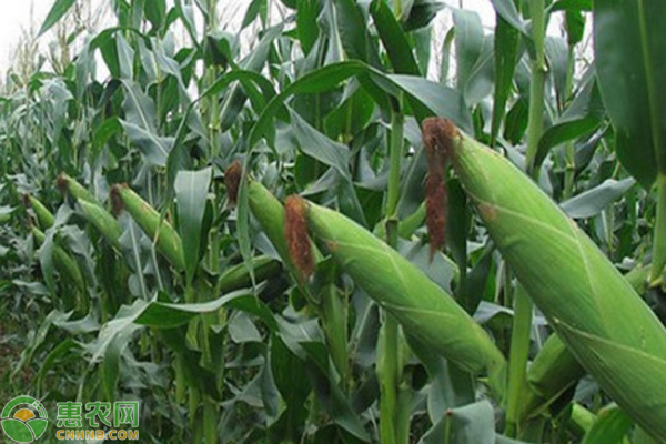 水果玉米含富硒多少一斤(玉米水果含富硒多少)-硒宝网