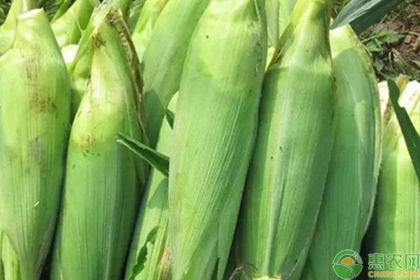 水果玉米含富硒多少一斤(玉米水果含富硒多少)-硒宝网