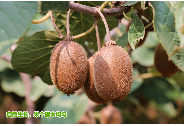 猕猴桃是不是富硒的水果(猕猴桃含硒高不高)-硒宝网