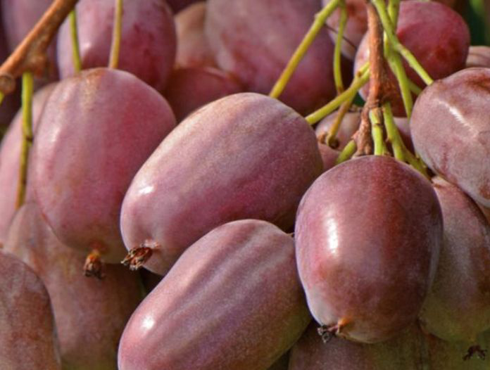 猕猴桃是不是富硒的水果(猕猴桃含硒高不高)-硒宝网