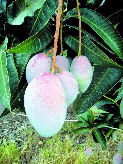 陵水黎族自治县富硒水果（陵水黎族村落）-硒宝网