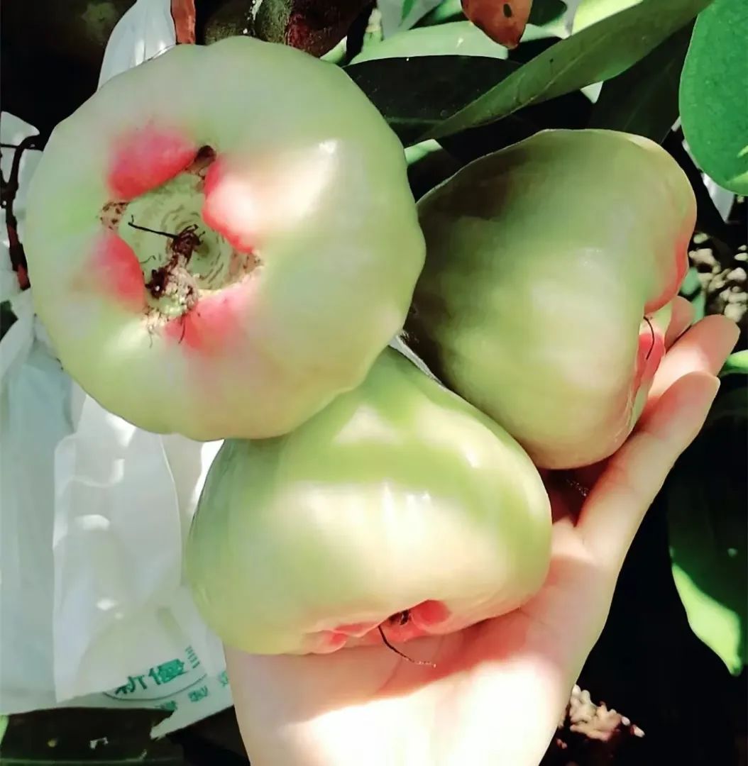 陵水黎族自治县富硒水果（陵水黎族村落）-硒宝网