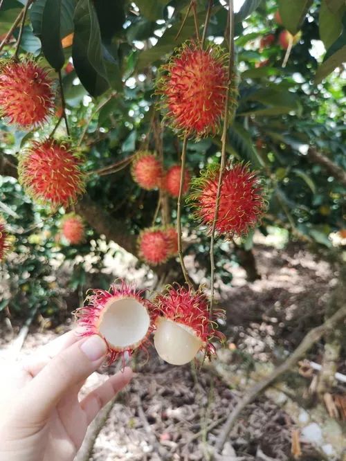 陵水黎族自治县富硒水果（陵水黎族村落）-硒宝网