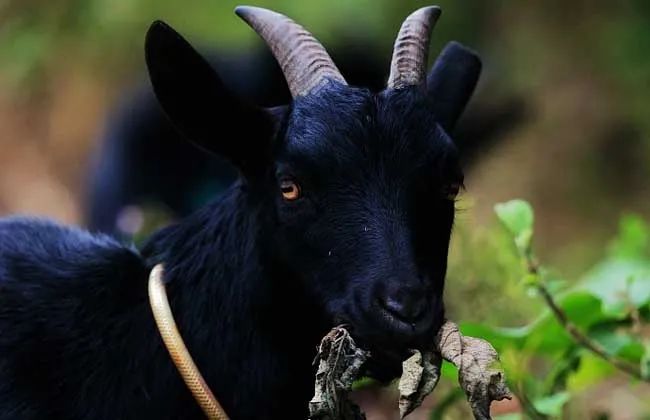 陵水黎族自治县富硒水果（陵水黎族村落）-硒宝网