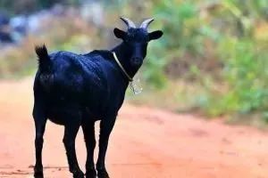 陵水黎族自治县富硒水果（陵水黎族村落）-硒宝网