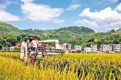 富硒果是水果还是一种药(富硒水果怎么种植)-硒宝网