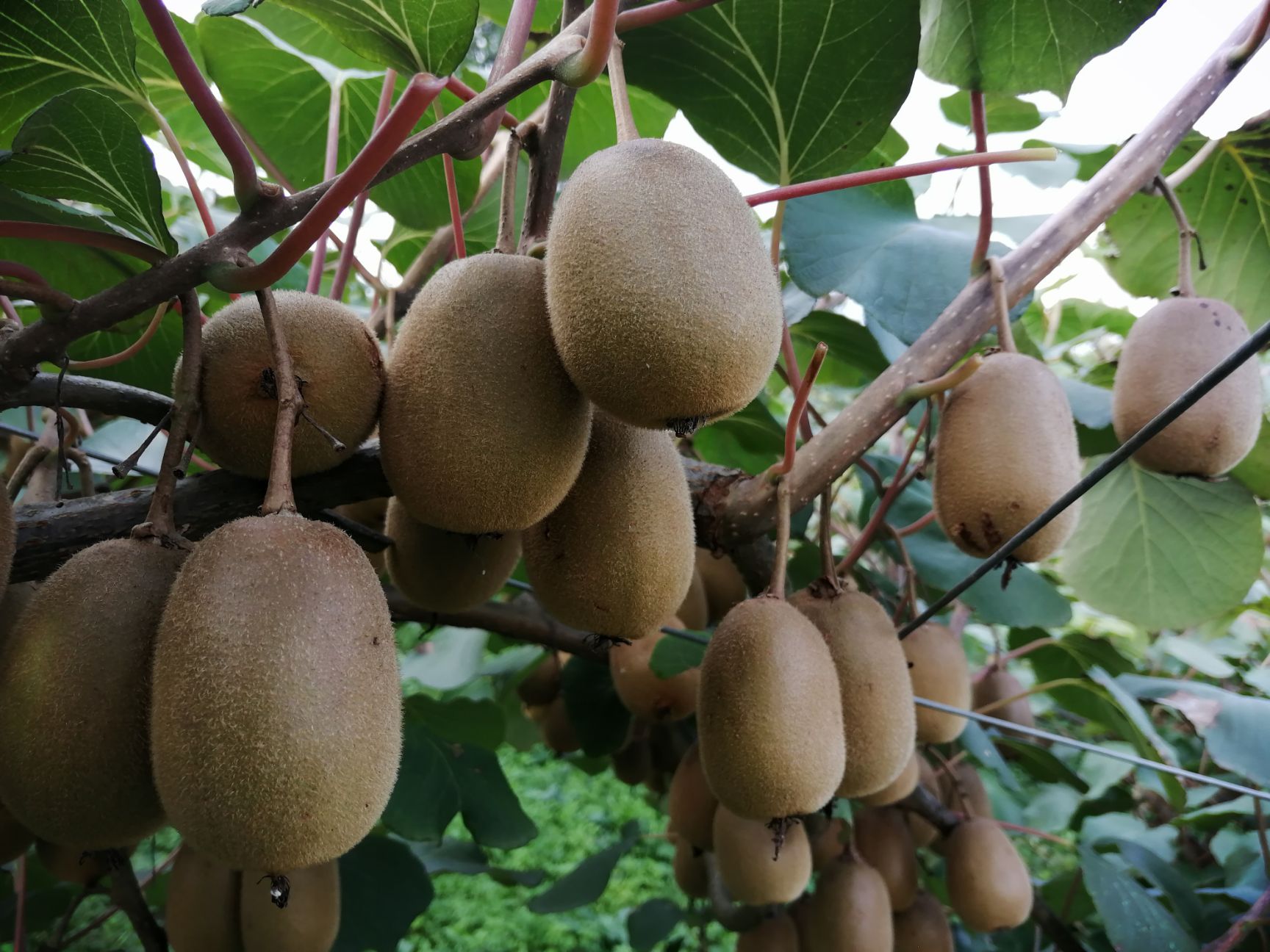 富硒第一水果品牌是什么（水果富硒品牌是什么牌子）-硒宝网