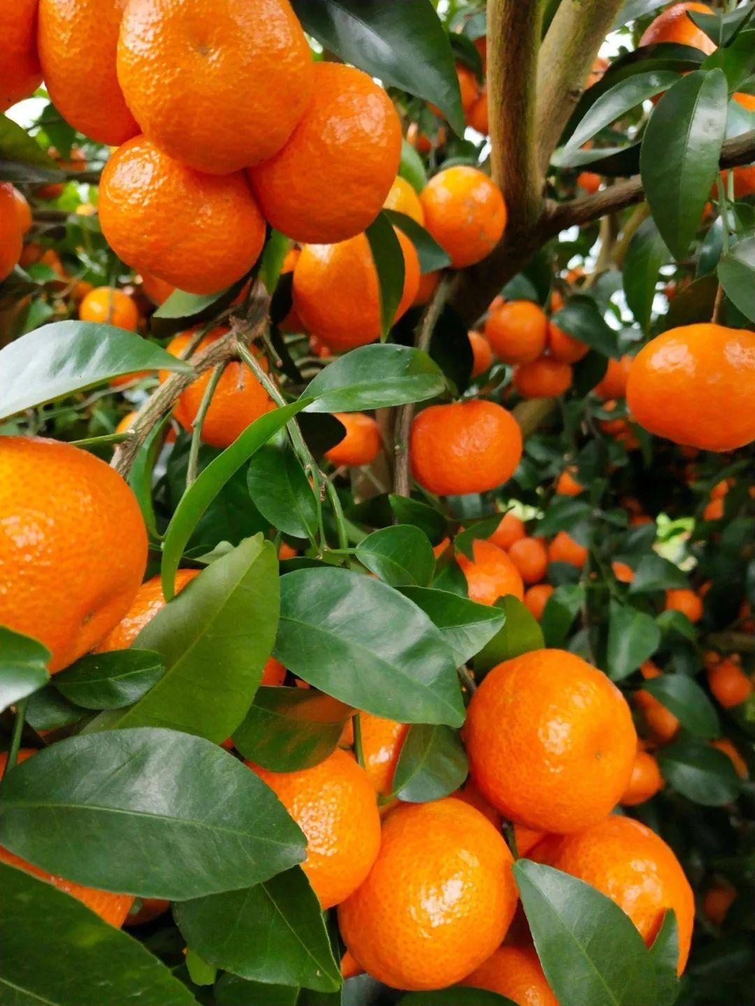 富硒果是一种什么水果呢(水果果种富硒是什么意思)-硒宝网