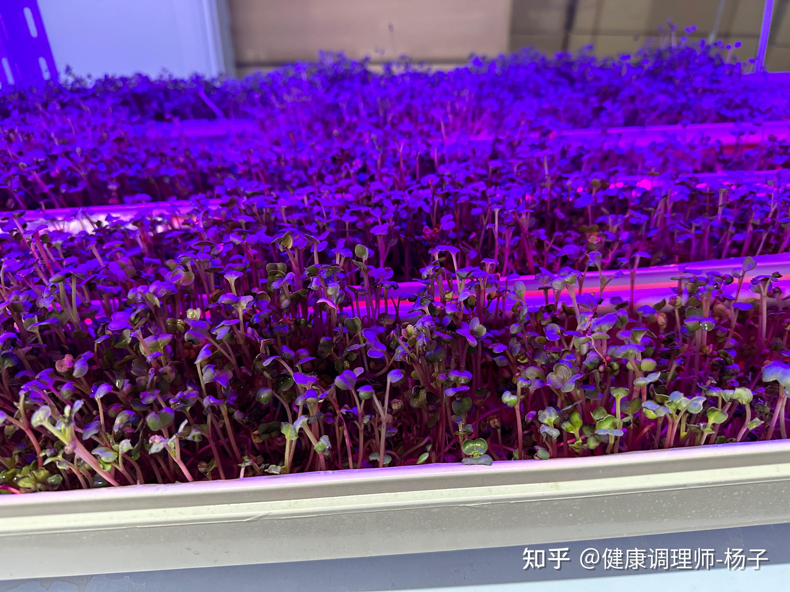 世界硒都的硒产品有哪些（硒世界产品有哪些公司）-硒宝网