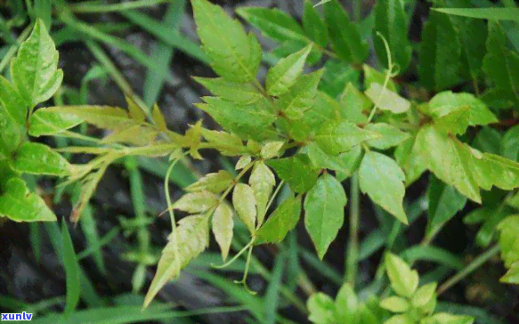 富硒藤茶与糖尿病有关吗(富硒藤茶对糖尿病有用吗)-硒宝网