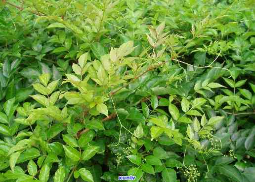 富硒藤茶与糖尿病有关吗(富硒藤茶对糖尿病有用吗)-硒宝网