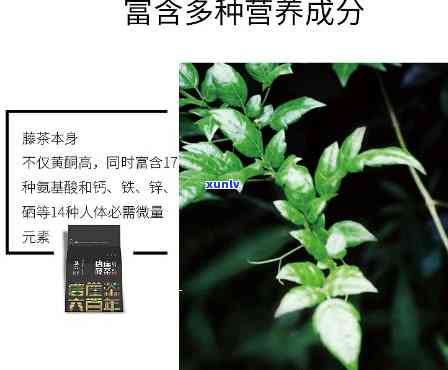 富硒藤茶与糖尿病有关吗(富硒藤茶对糖尿病有用吗)-硒宝网