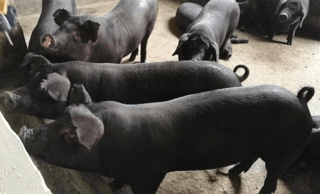 恩施硒产品哪个公司亏损(亏损恩施产品硒公司怎么办)-硒宝网