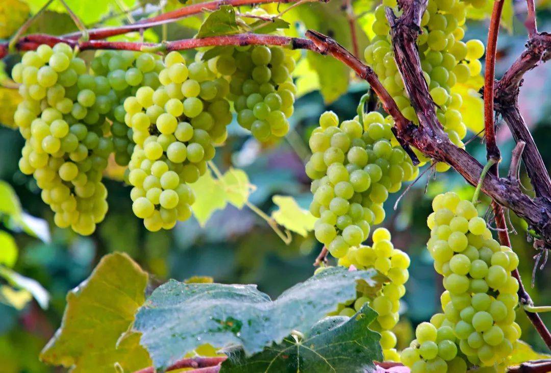 中国名优 特色 硒产品(硒产品排行)-硒宝网