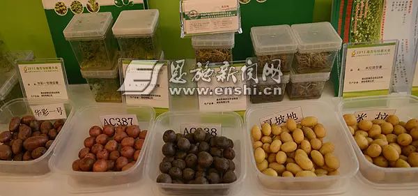 国家批准的硒产品有哪些（国家认证的补硒产品）-硒宝网