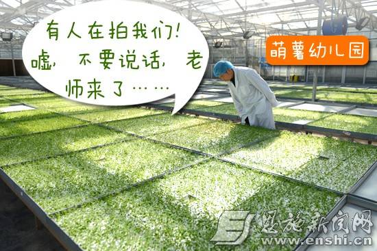 国家批准的硒产品有哪些（国家认证的补硒产品）-硒宝网