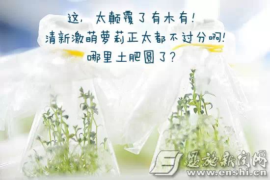 国家批准的硒产品有哪些（国家认证的补硒产品）-硒宝网