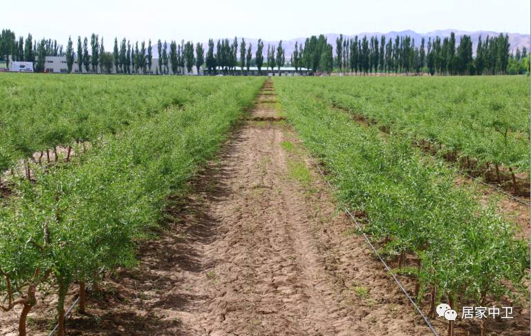 中国地理标志产品硒砂瓜(硒砂瓜地理题)-硒宝网