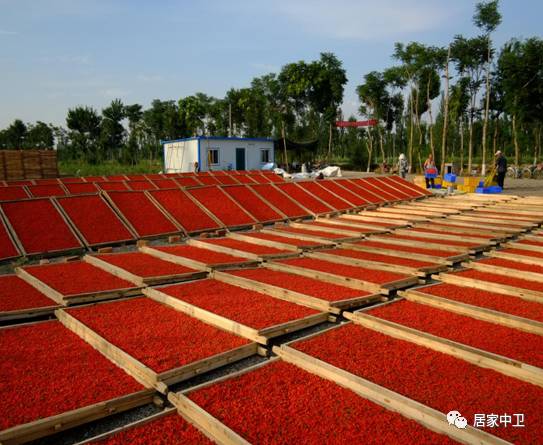 中国地理标志产品硒砂瓜(硒砂瓜地理题)-硒宝网