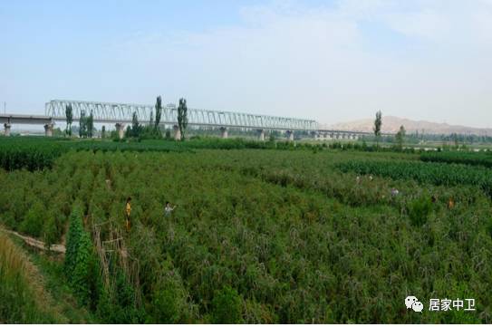 中国地理标志产品硒砂瓜(硒砂瓜地理题)-硒宝网