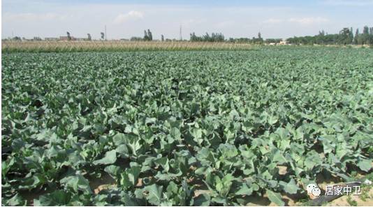 中国地理标志产品硒砂瓜(硒砂瓜地理题)-硒宝网