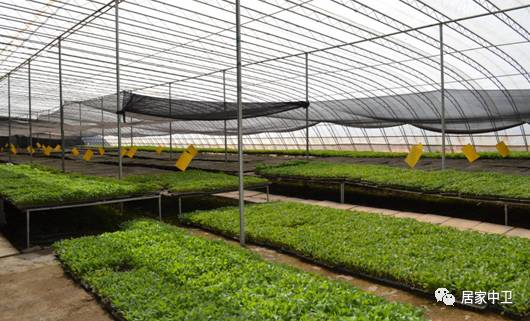 中国地理标志产品硒砂瓜(硒砂瓜地理题)-硒宝网