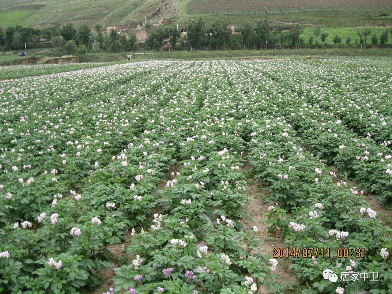 中国地理标志产品硒砂瓜(硒砂瓜地理题)-硒宝网