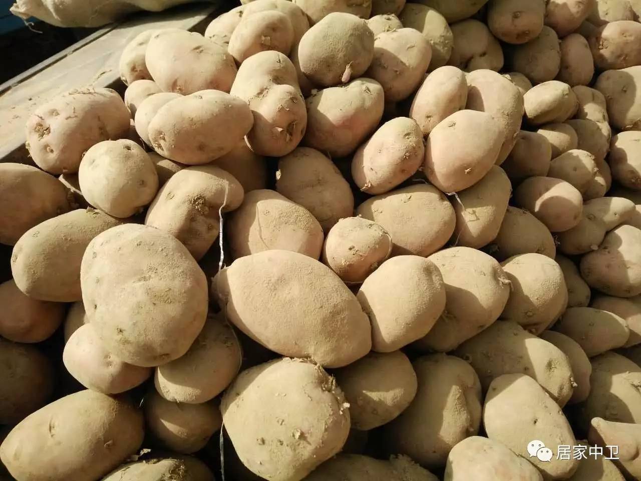 中国地理标志产品硒砂瓜(硒砂瓜地理题)-硒宝网