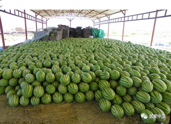 中国地理标志产品硒砂瓜(硒砂瓜地理题)-硒宝网