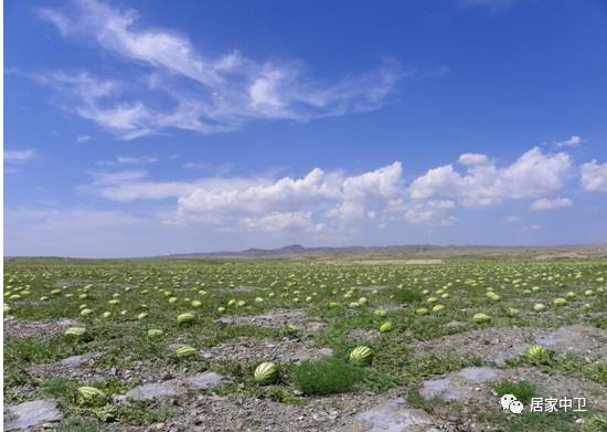 中国地理标志产品硒砂瓜(硒砂瓜地理题)-硒宝网